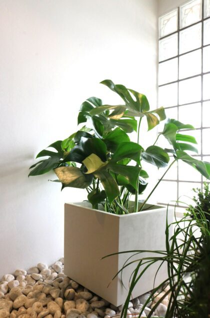 Vazonas "Blanka" su vandens rezervuaru, 25 cm