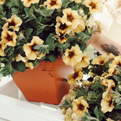 Plastikinis vazonas 25x25cm