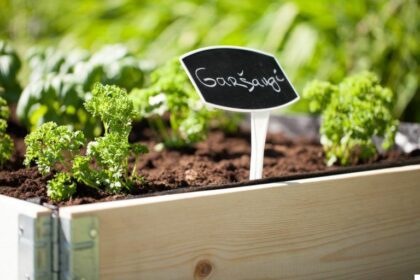 Medinė lysvė "Aguona" 120 x 80 x 19,5 cm