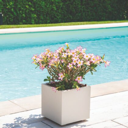 Vazonas "Blanka" su vandens rezervuaru, 79cm