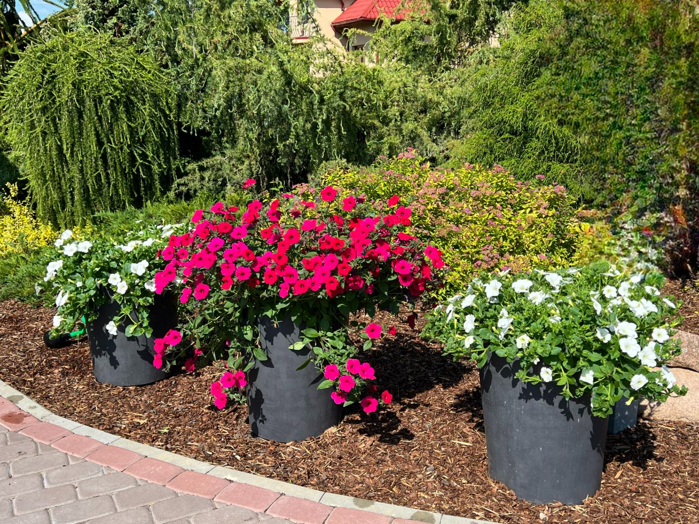 Jolita, vazonai „Antracitas“