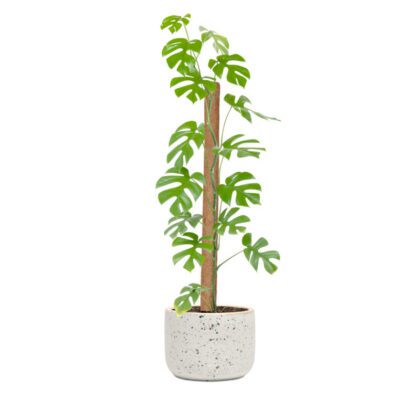 Atraminis kuolas su kokoso plaušu, 45 cm