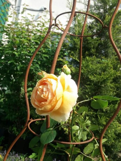 Augalų atrama "Piramidė", 48×48×169 cm