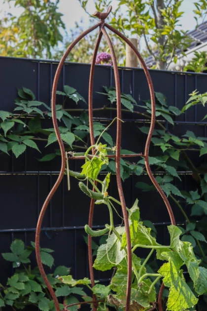 Augalų atrama "Piramidė", 48×48×169 cm