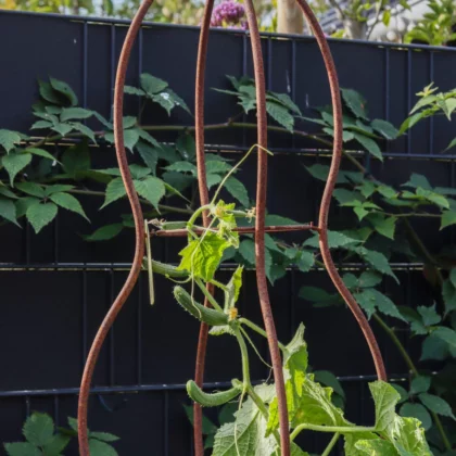 Augalų atrama "Piramidė", 48×48×169 cm