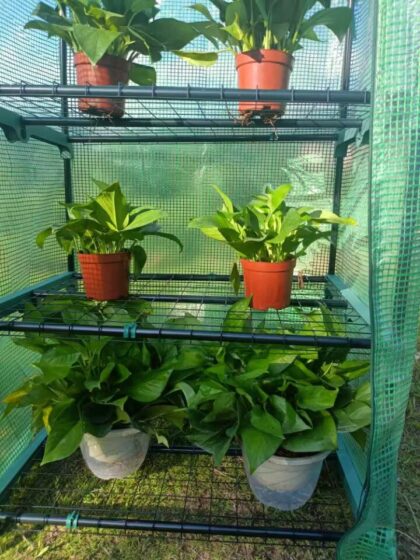 mini šiltnamis daigykla su lentynomis, 69x49x160 cm, žalias