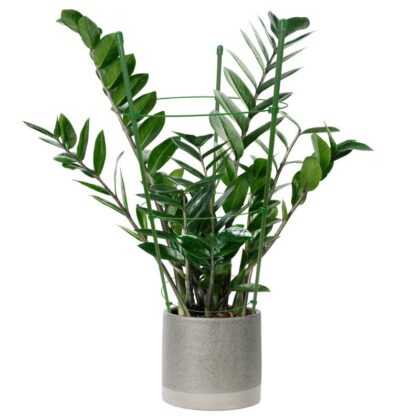 augalų atrama “Žiedas”, 75 cm, metalinė